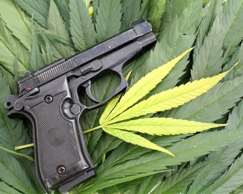 marijuana and guns